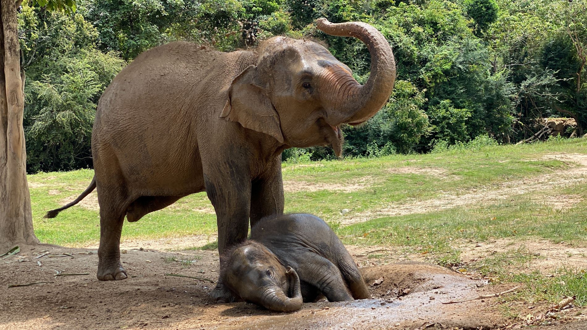 visit Samui Elephant