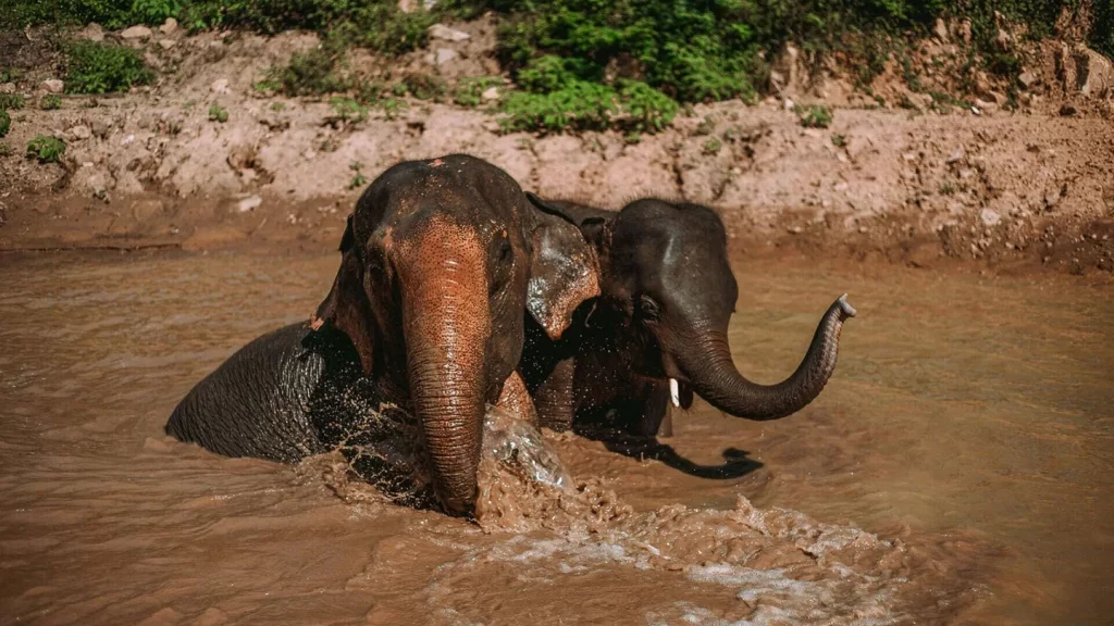 samui elephant heaven